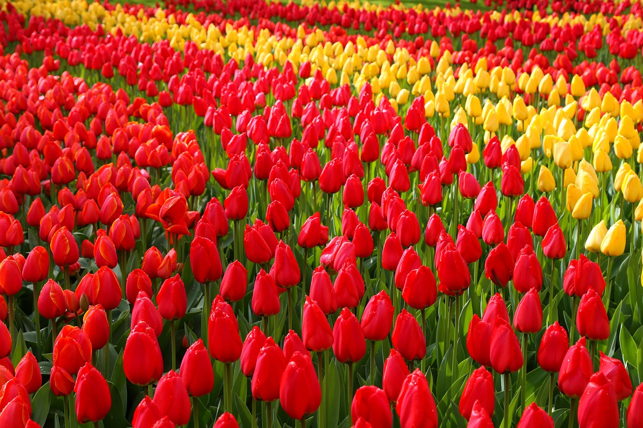 ทัวร์ยุโรป, Keukenhof - เนเธอแลนด์ ทัวร์ยุโรป, Keukenhof - เนเธอแลนด์