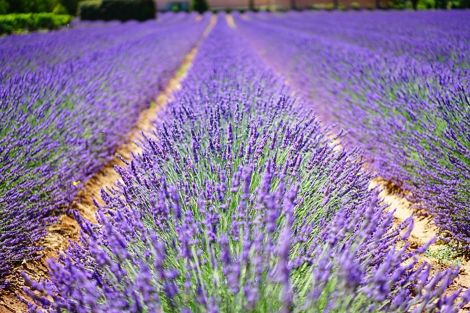 ทัวร์ญี่ปุ่น, lavender-flowers ทัวร์ญี่ปุ่น, lavender-flowers