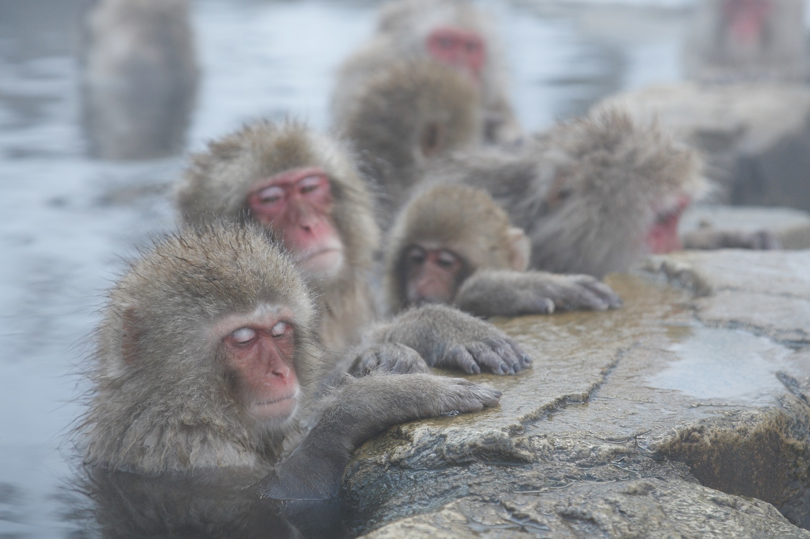 ทัวร์ญี่ปุ่น, Snow Monkey Park 