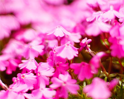 ทัวร์ญี่ปุ่น, ฟูจิ ทุ่งดอกพิงค์มอส (PINK MOSS) จังหวัดยะมะนาชิ ทัวร์ญี่ปุ่น, ฟูจิ ทุ่งดอกพิงค์มอส (PINK MOSS) จังหวัดยะมะนาชิ