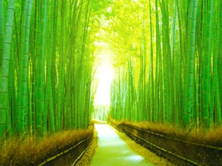 ทัวร์ญี่ปุ่น, Chikurin No Michi (Path Of Bamboo) ทัวร์ญี่ปุ่น, Chikurin No Michi (Path Of Bamboo)