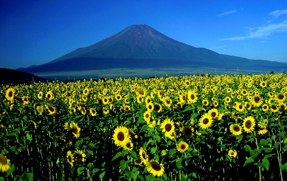 ทัวร์ญี่ปุ่น, Fuji Mountain ทัวร์ญี่ปุ่น, Fuji Mountain