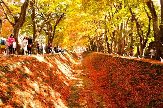 ทัวร์ญี่ปุ่น, อุโมงค์ใบเมเปิ้ล,Momiji Kairo ทัวร์ญี่ปุ่น, อุโมงค์ใบเมเปิ้ล,Momiji Kairo