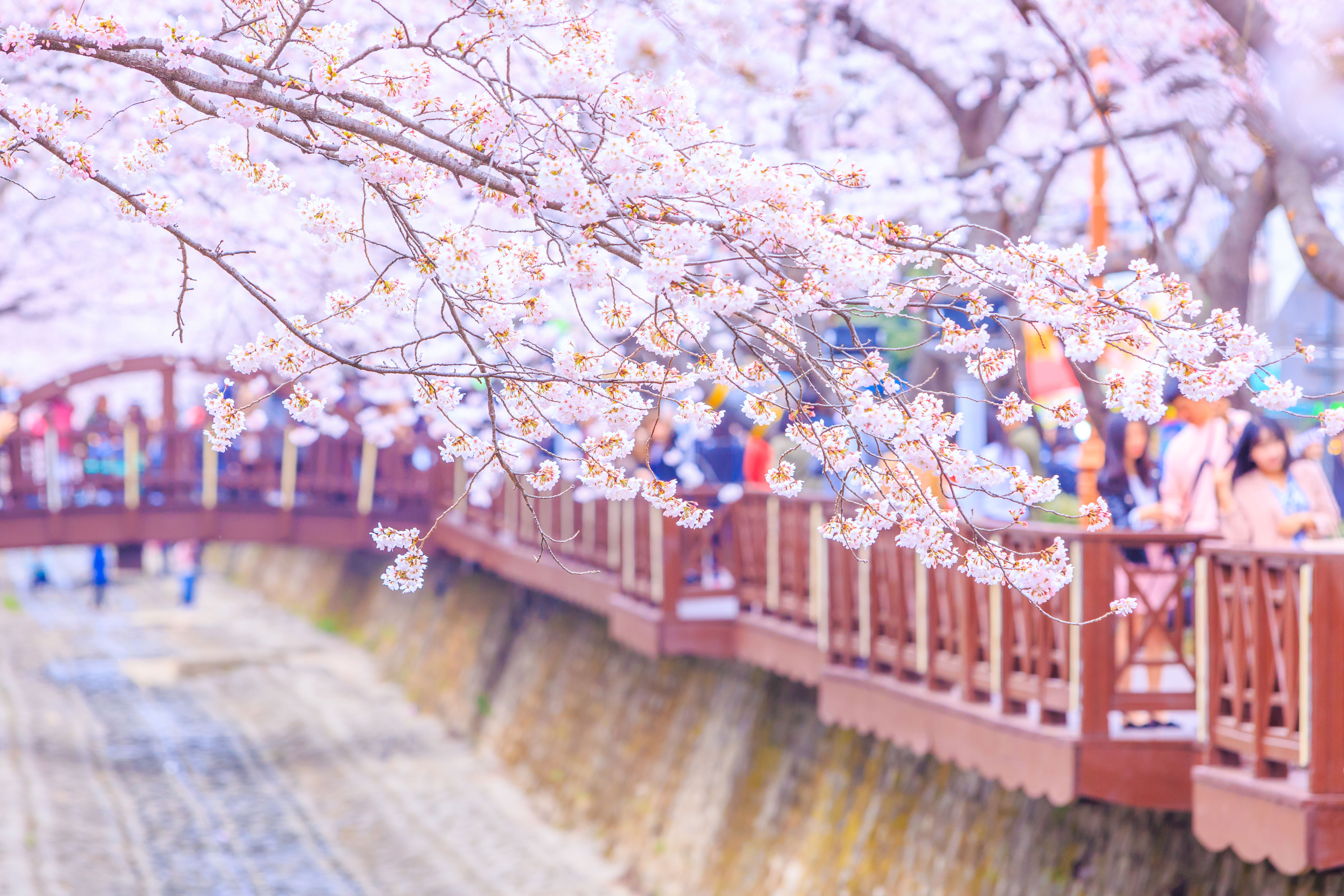 ทัวร์เกาหลี, ซากุระ,ถนนยออีโด,เกาหลี,สวย ทัวร์เกาหลี, ซากุระ,ถนนยออีโด,เกาหลี,สวย