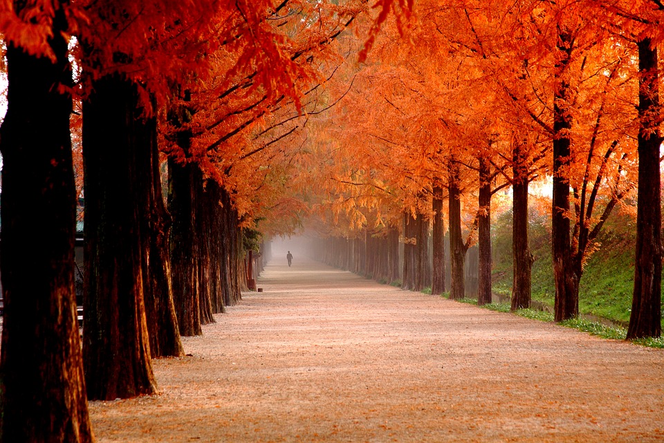 ทัวร์เกาหลี, เกาะนามิ,ใบไม้เปลี่ยนสี ทัวร์เกาหลี, เกาะนามิ,ใบไม้เปลี่ยนสี